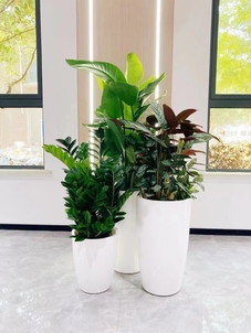 前湾植物租赁方案