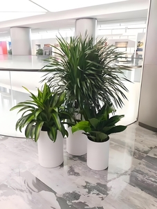 北仑绿植租赁公司